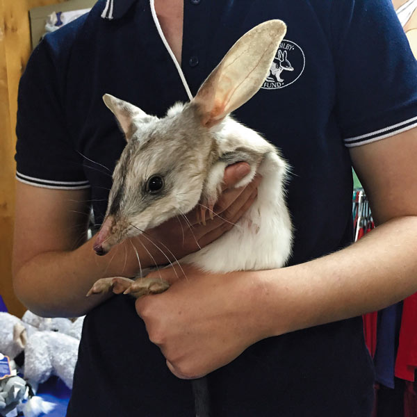 Bilby Experience in Charleville