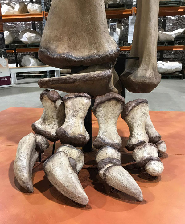 Huge dinosaur bones at ENHM