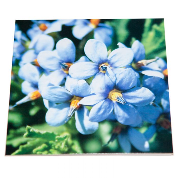 Individual Flora Cards